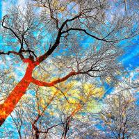 Photo arbre bleu
